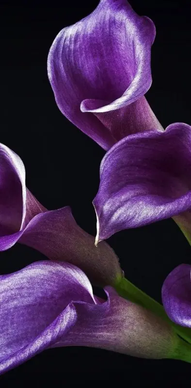 Purple Calla Lily