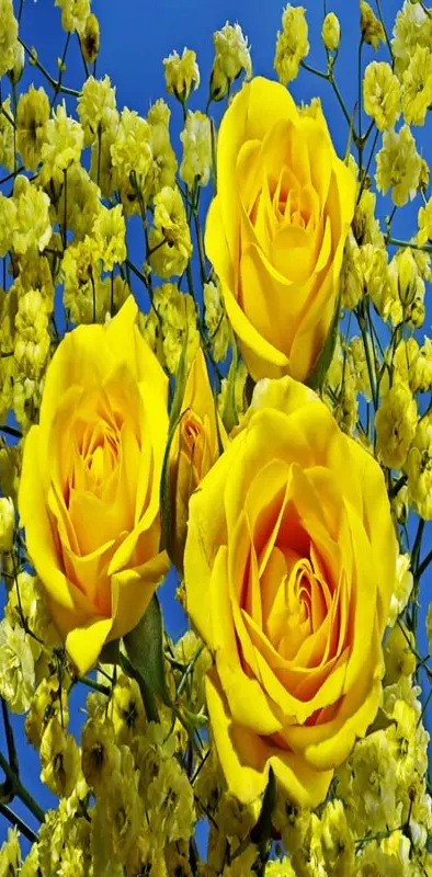 Roses Closeup