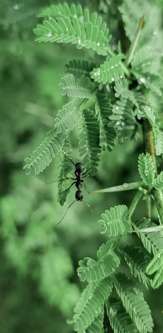 Ant wallpapers