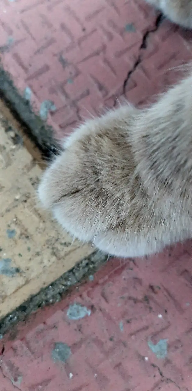 Paws 