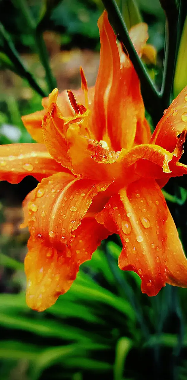 Lily orange