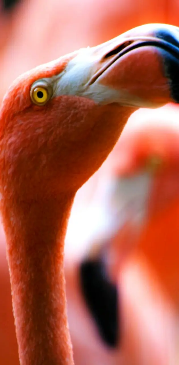 RED flamingo