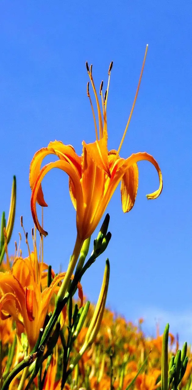 Flowers Orange