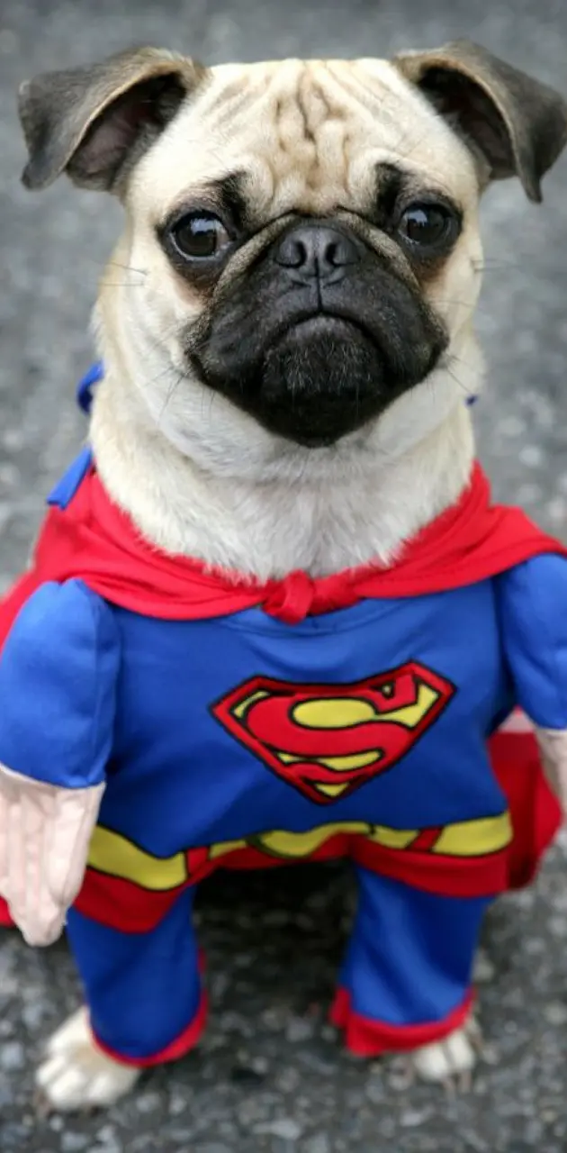 Super Pug
