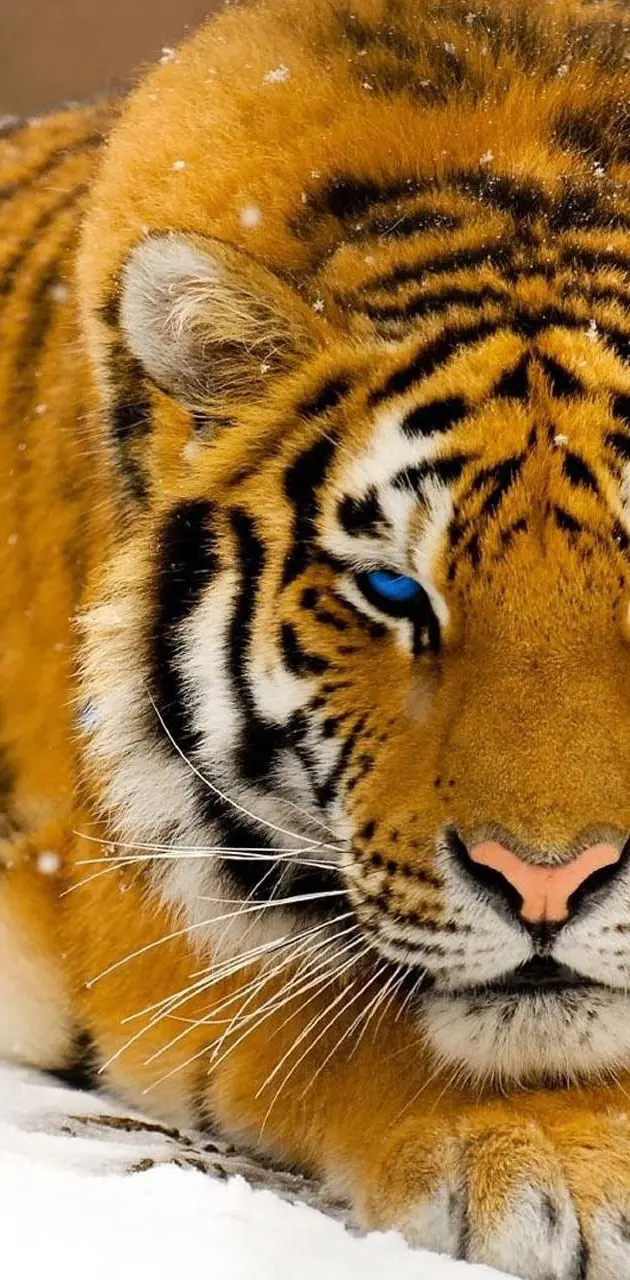 Tiger With Blue Eyes