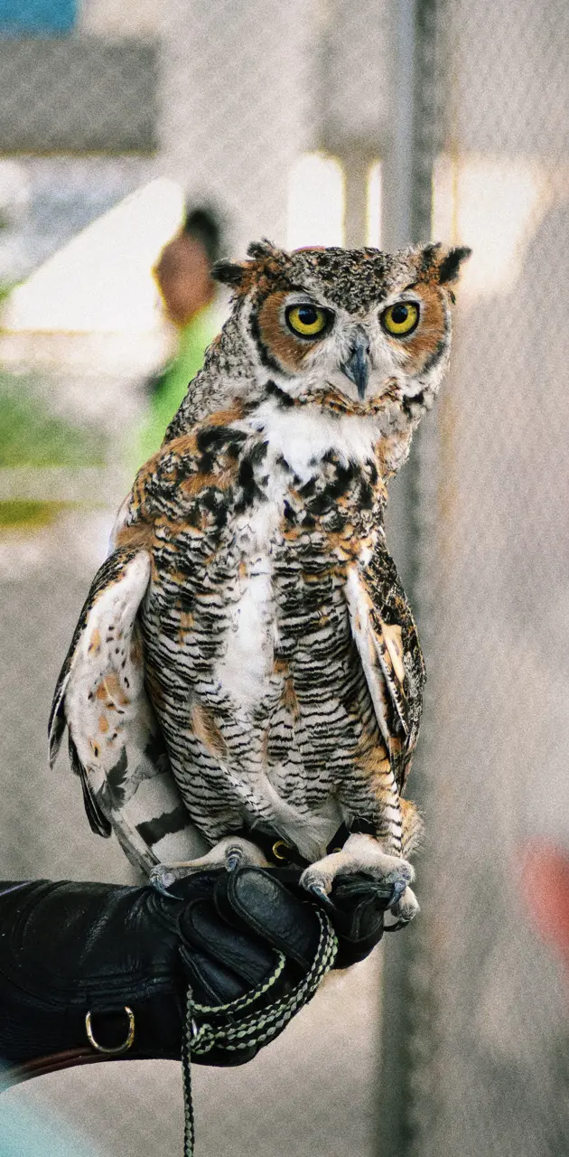 Beautiful owl 