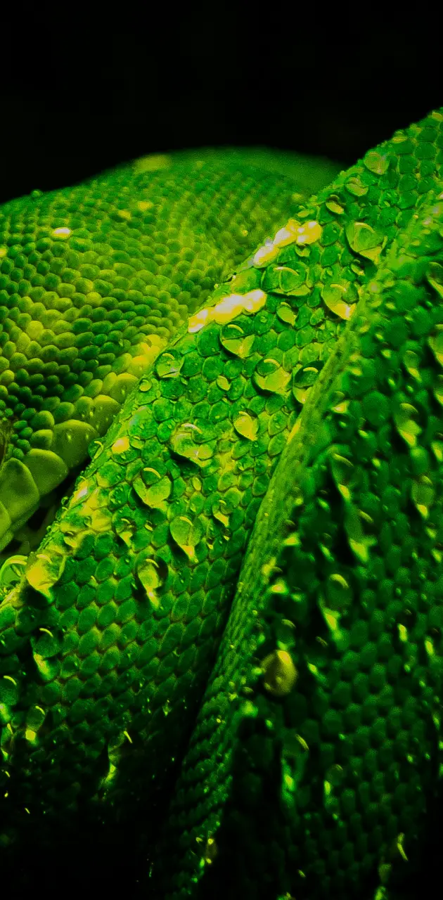 Green Snake V2
