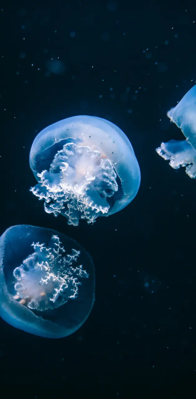 static jellyfish