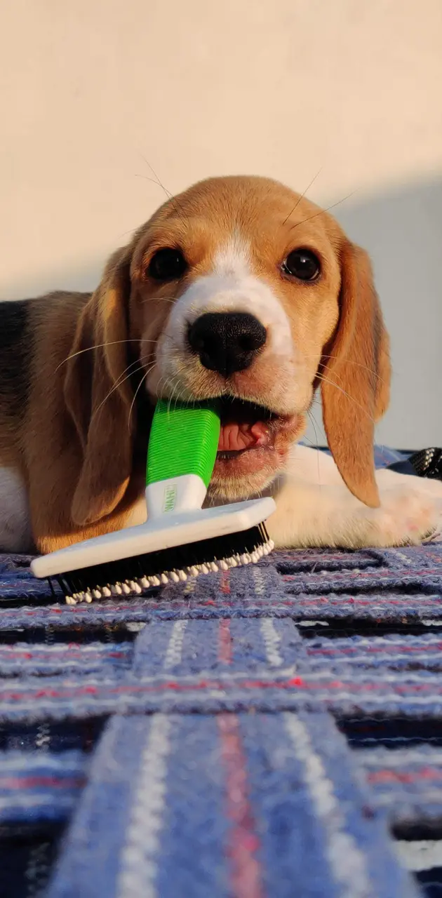 Beagle cute wallpaper 