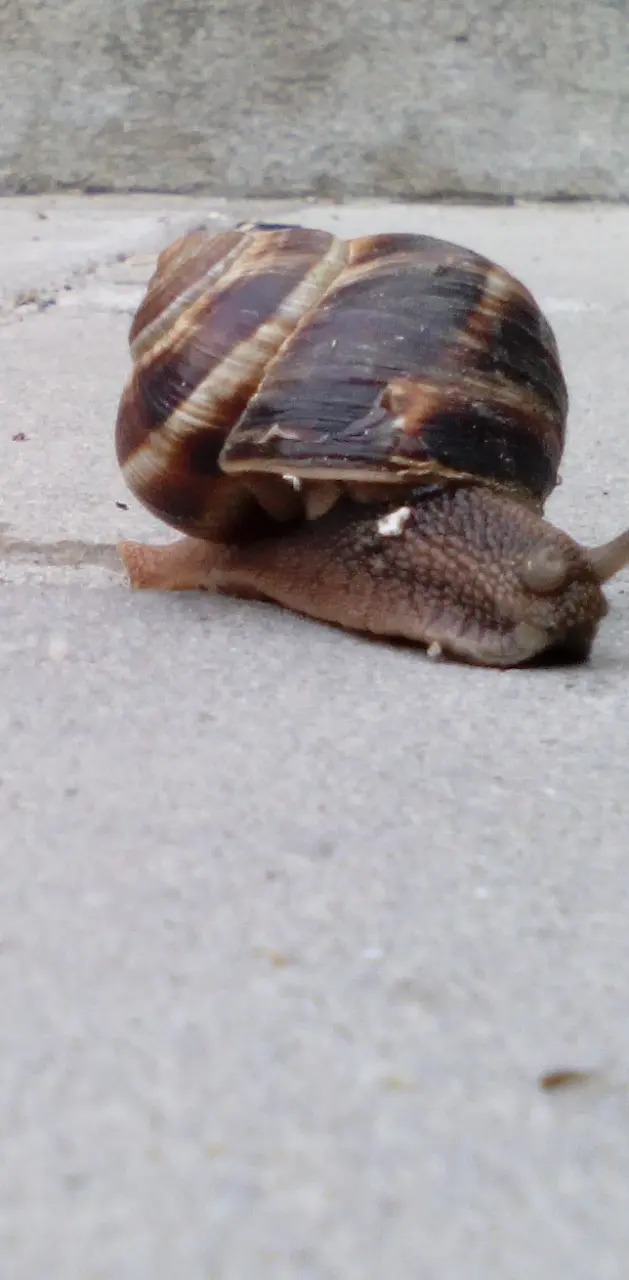 snail bohliy
