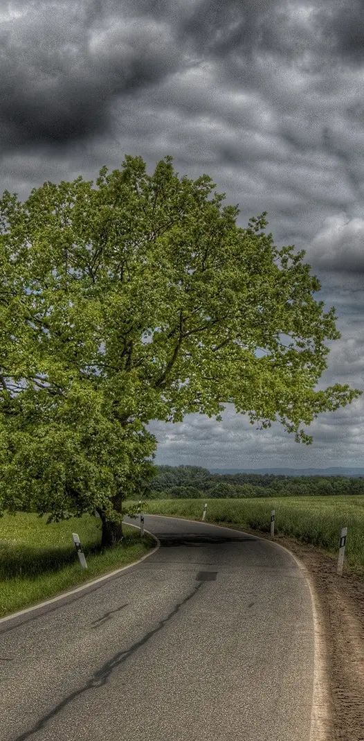 Road Tree