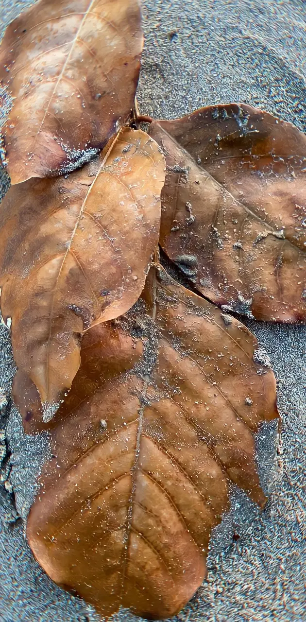Bleach leaves 