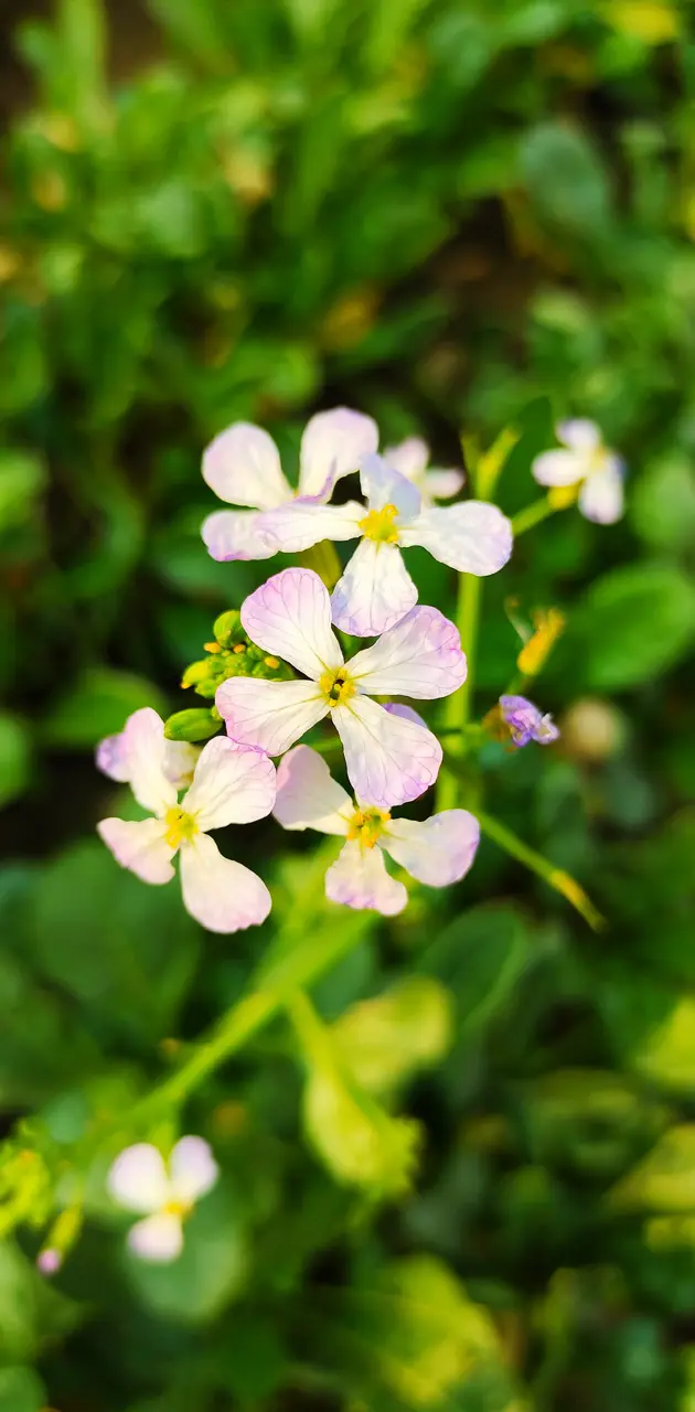 White pink flowers