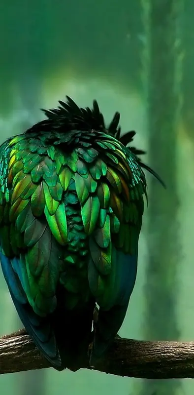 Hd Green Parrot