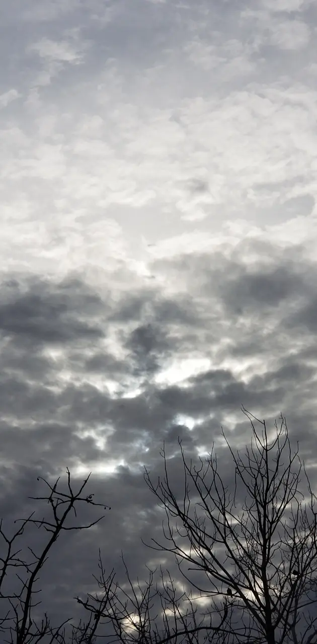 Cloudy tree sky