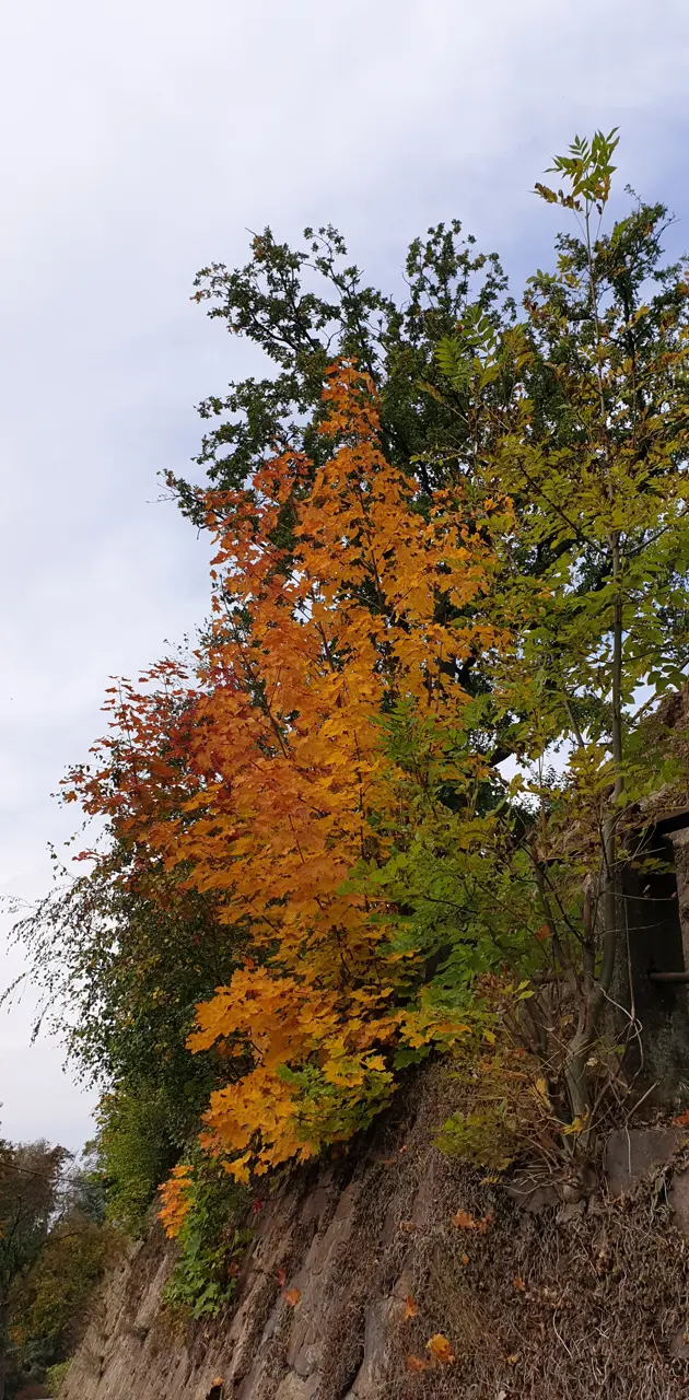 Busch im Herbst