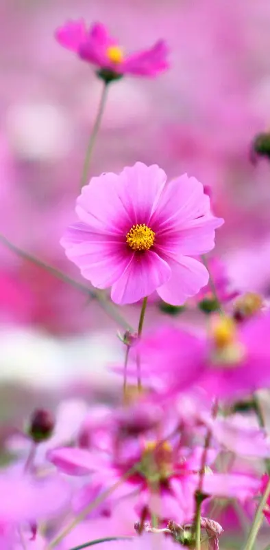 lovely pink flowers