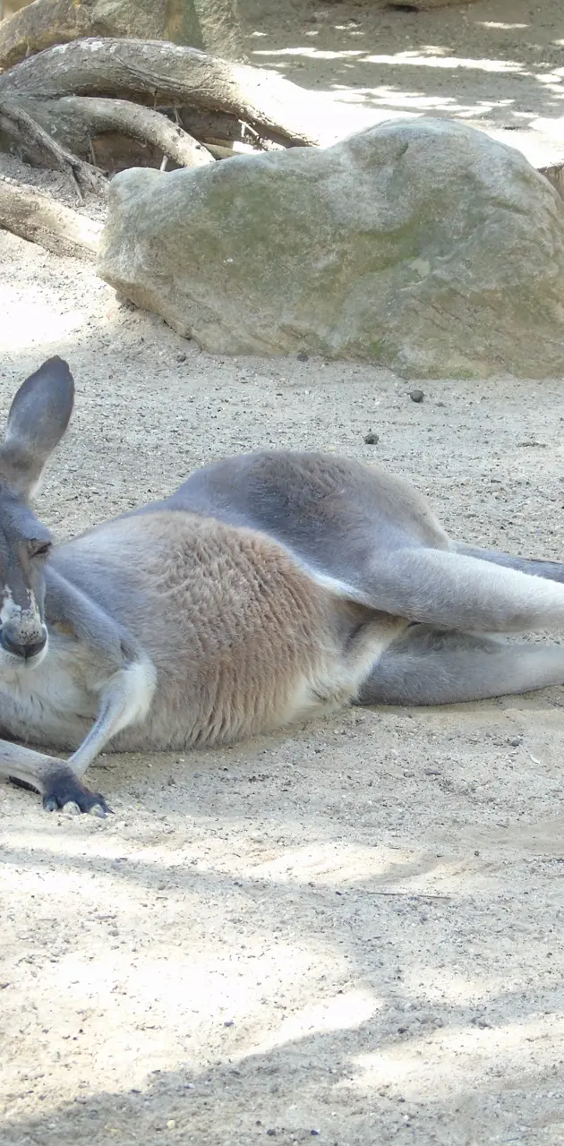 Kangaroo chill