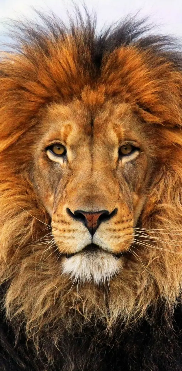 Awaited Lion