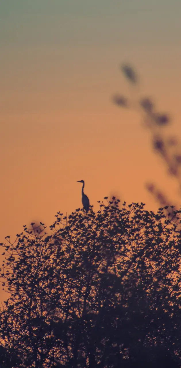 Sunrise heron