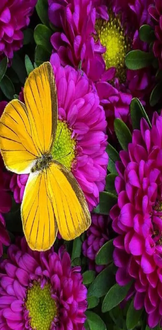 Flower N butterfly
