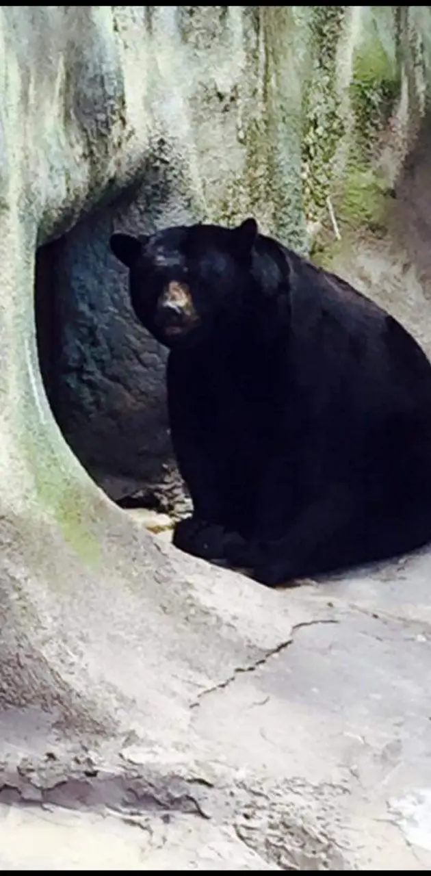 Black Bear in TN