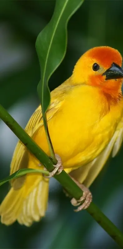 beautiful bird