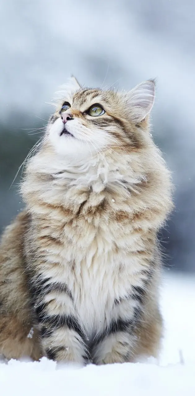 Cat n Snow