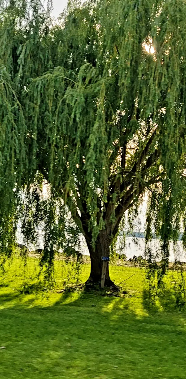 Willow tree lake sunny