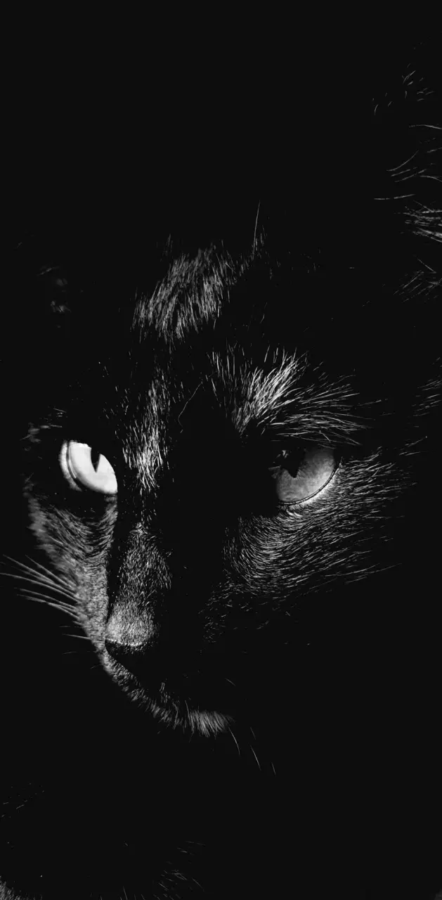 A black cat 