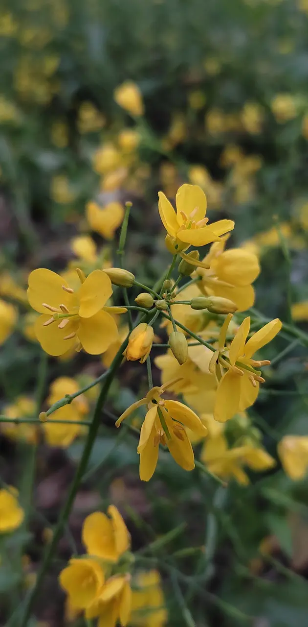 Mustard plant flowers