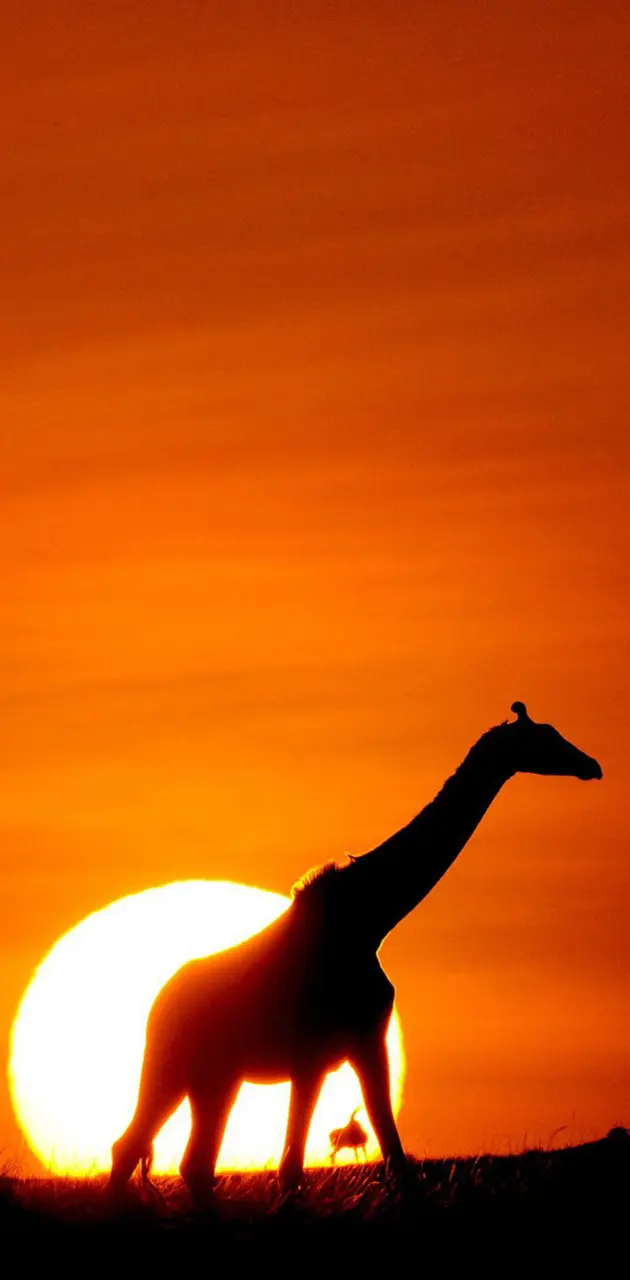 Sunset Giraffe iPhon