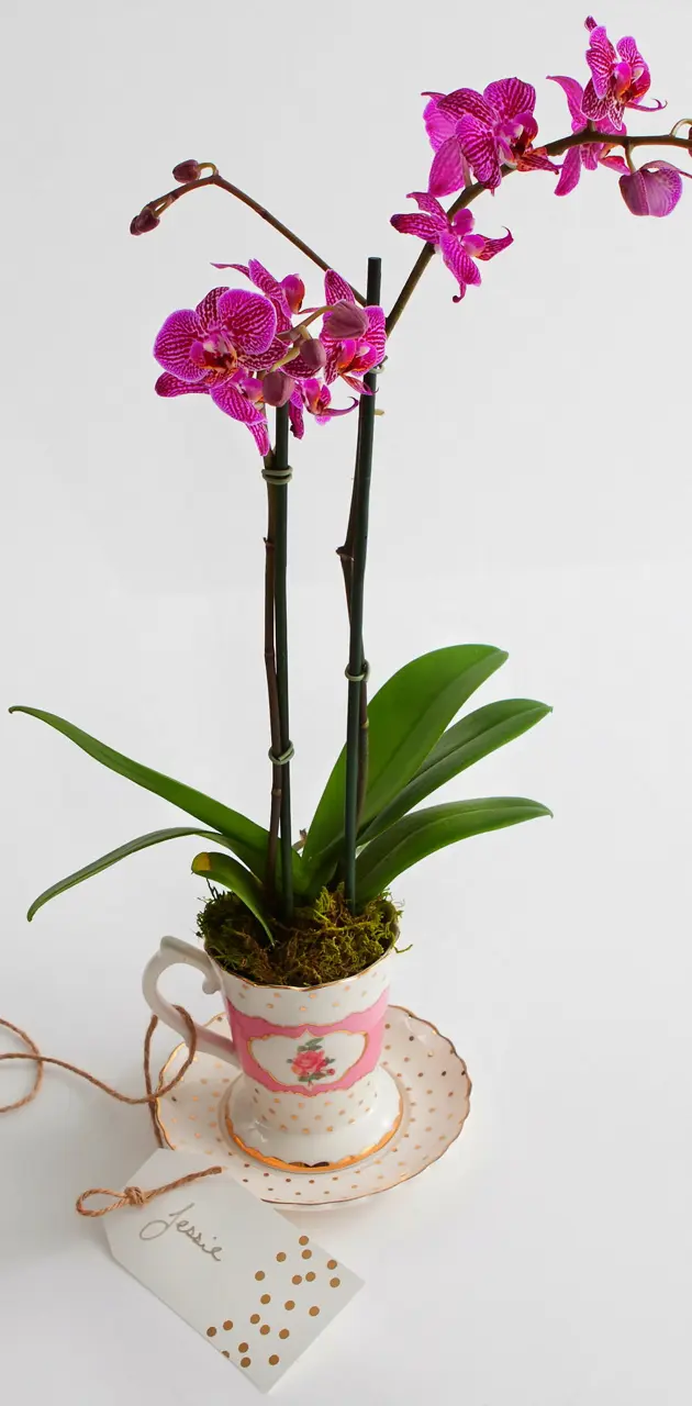 Orchid Gift
