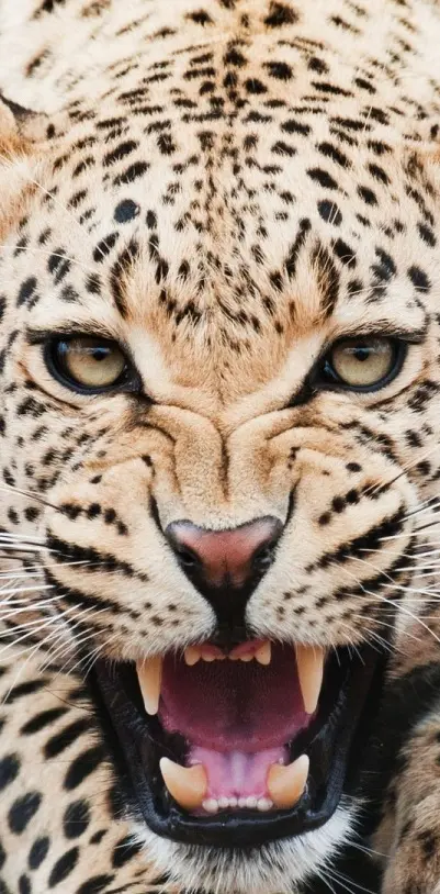Amazing Cheetah