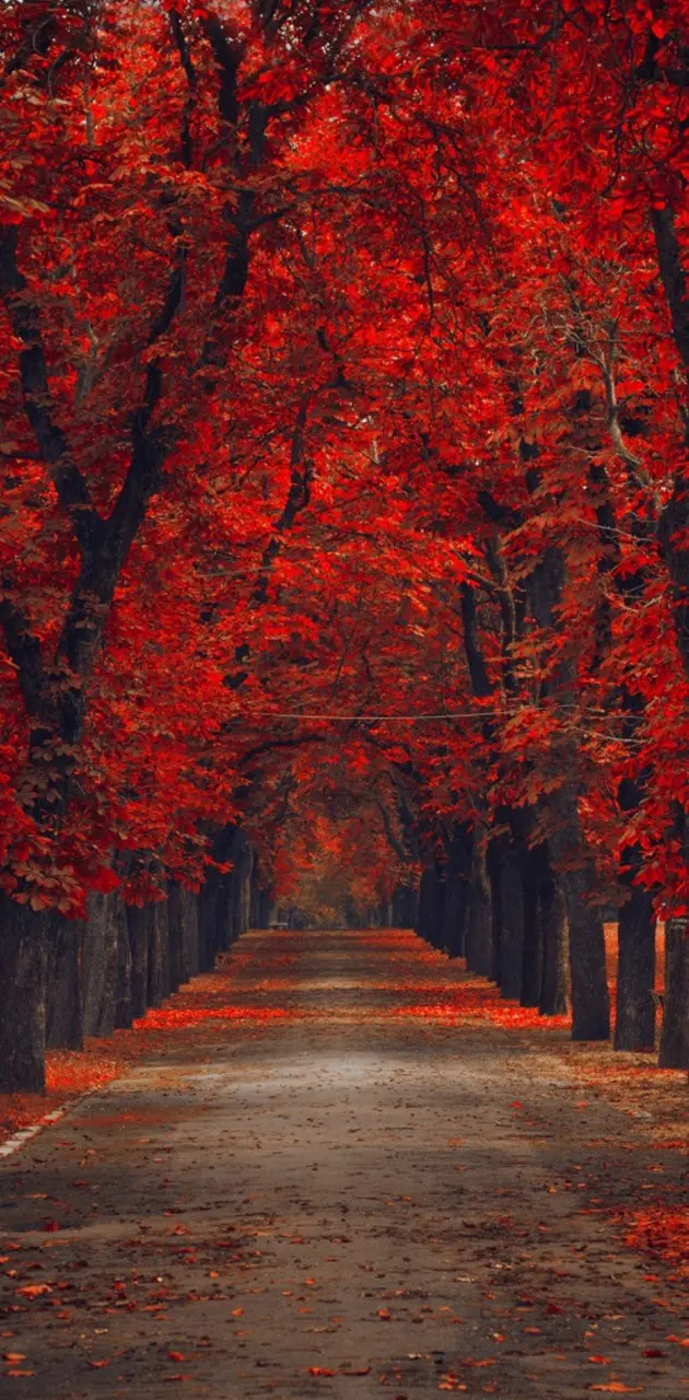 Red Autumn