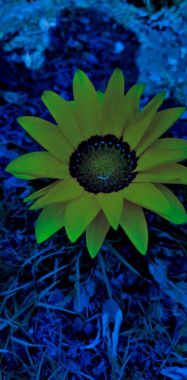 Blue yellow flower 