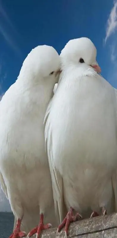Love Birds Peace