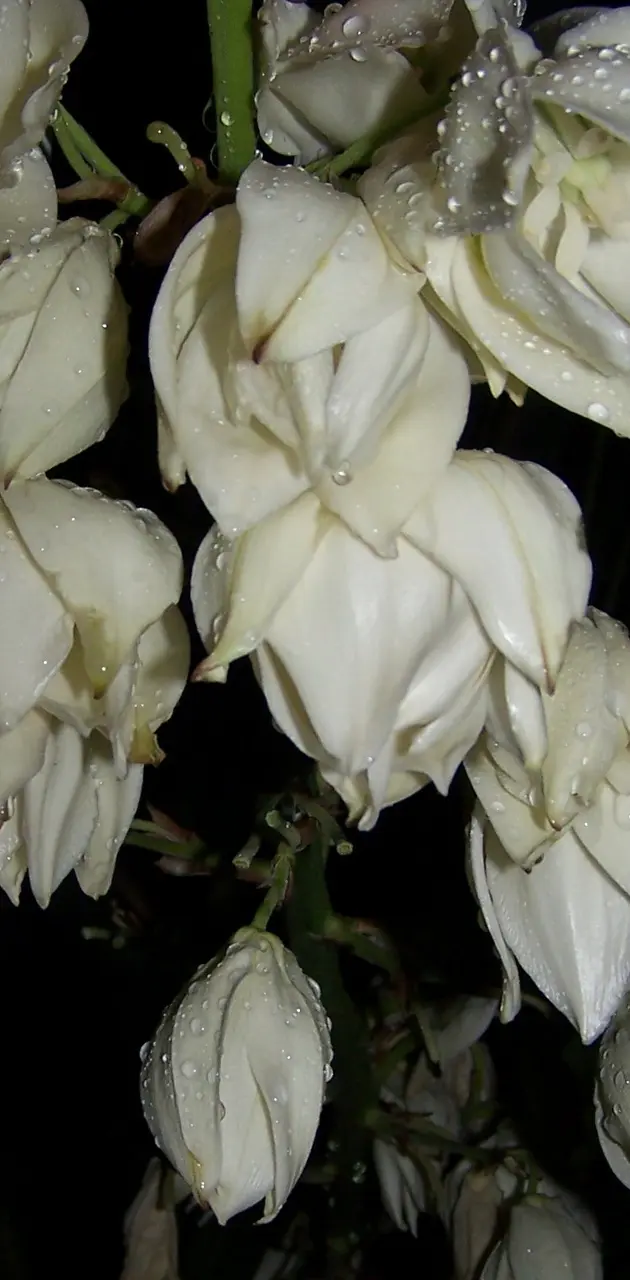 White  Flowers