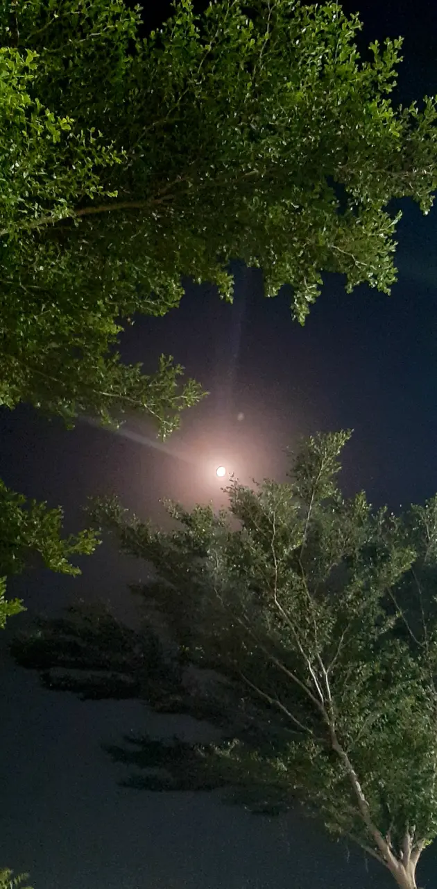Night Moon 