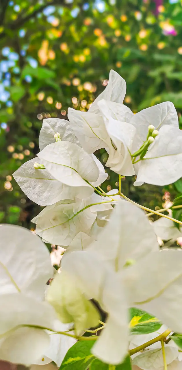 White leaves 💮