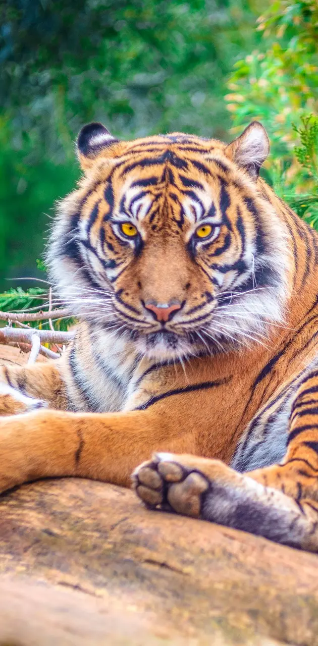 Tigerr