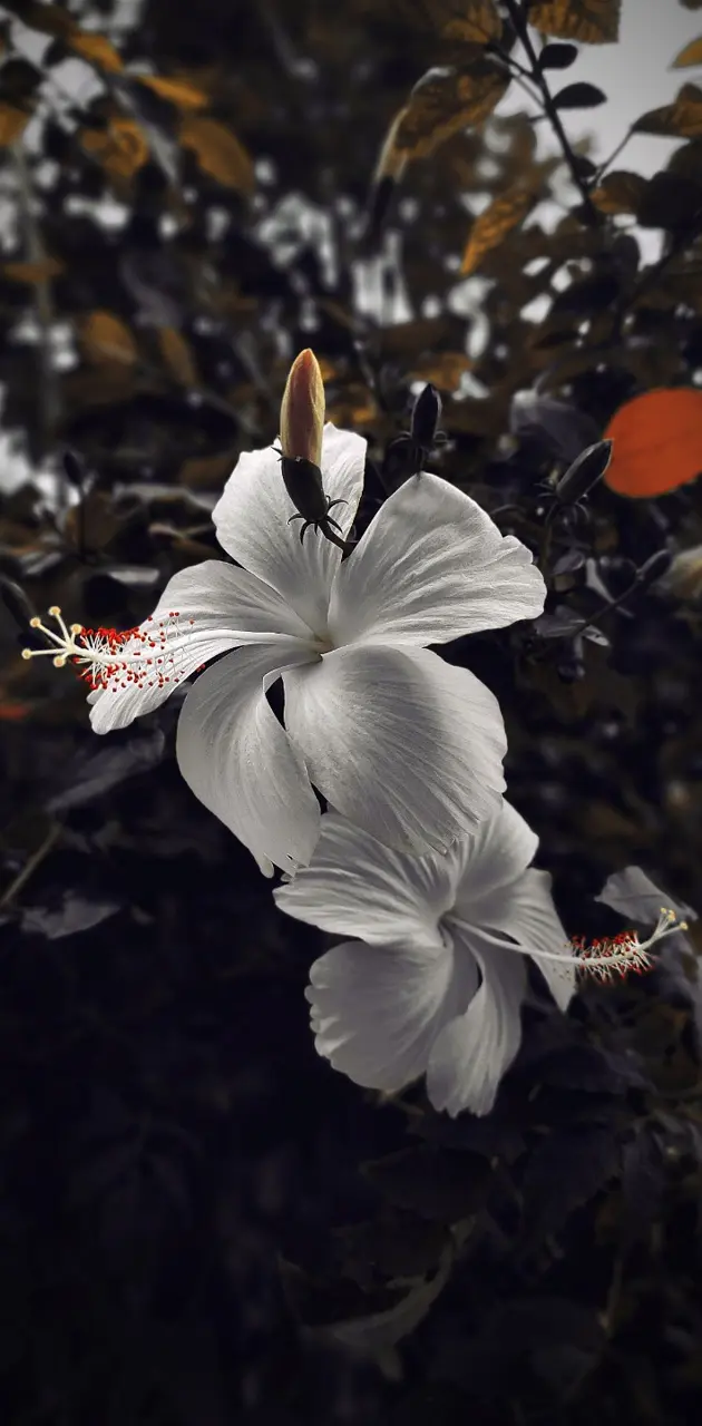 Hibiscus flower hd