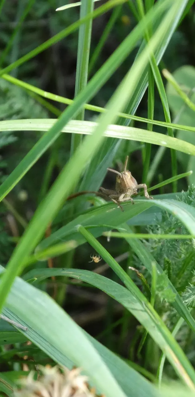 Grasshopper in grass