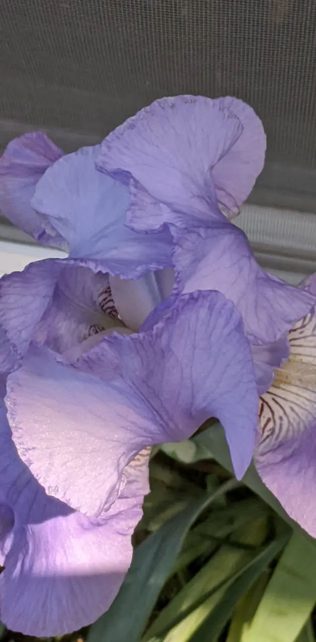 Lite Purple Iris