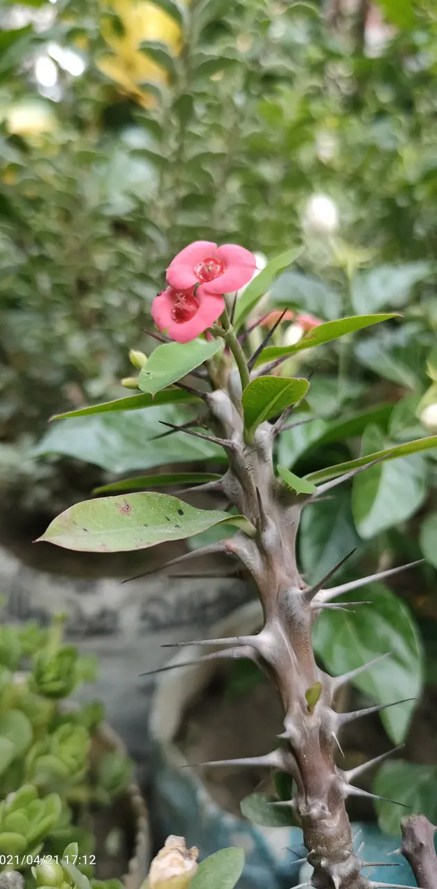 Crown-of-thorns