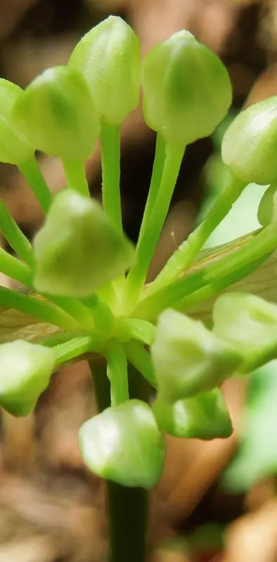Allium Tricoccum