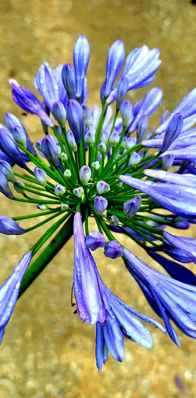 Electric Blue Flowerz