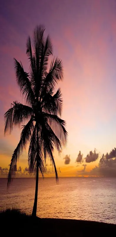 Nature palm tree