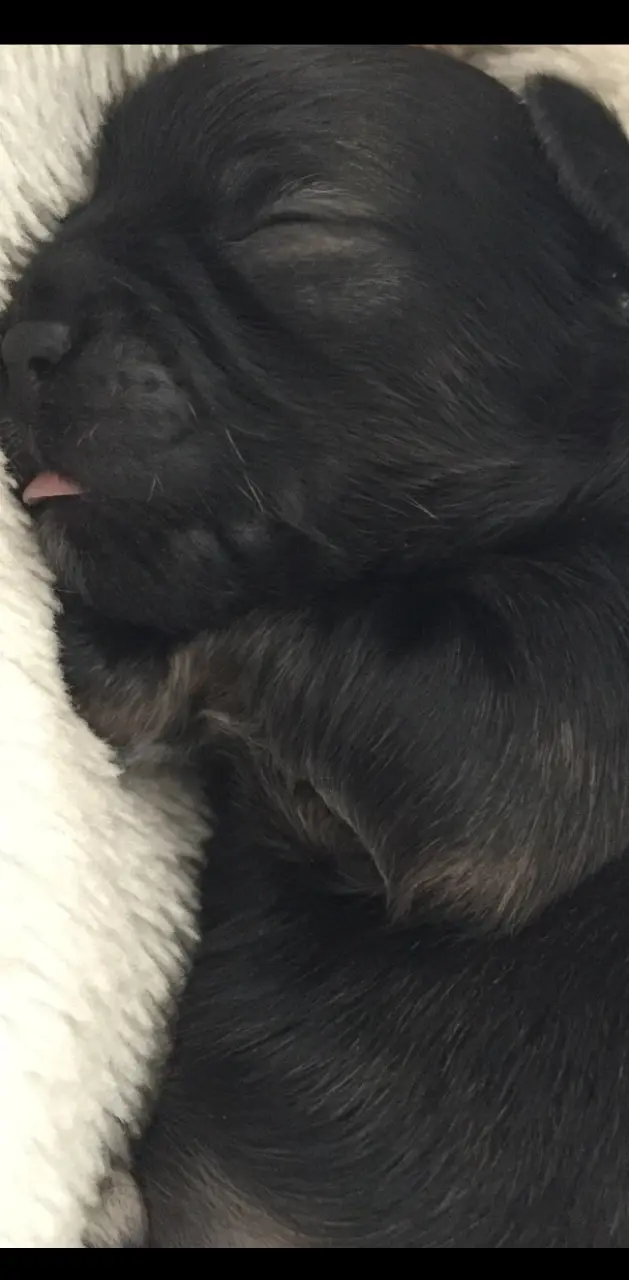 New Born Chihuahua