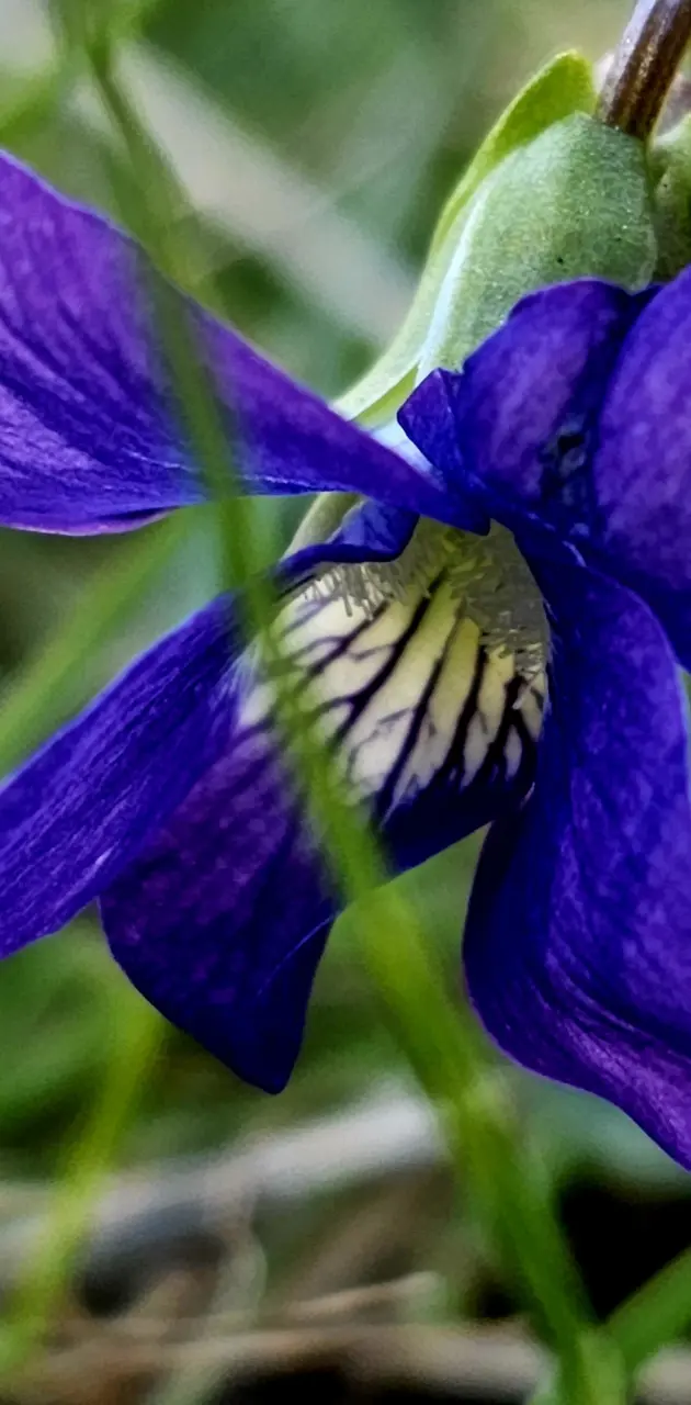 Wild violet 